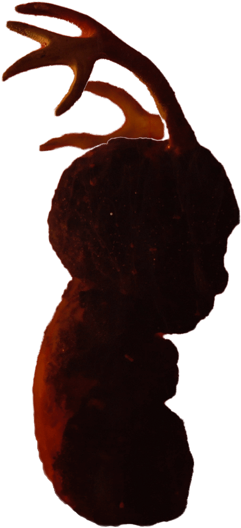 Tsd baby object v2 – Dillon DeRosa